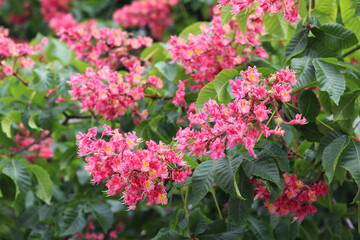 Red chestnut flowers with selective focus. Close-up of chestnut blossom. Beautiful chestnut tree in bloom. Chestnut flowers among green leaves, spring. Nature background