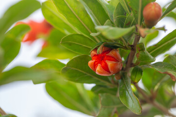 Close-up of a vibrant orange pomegranate blossom in full bloom. Bright petals and golden stamens create a stunning contrast with the lush green leaves&mdash;perfect for botanical wall art or prints.