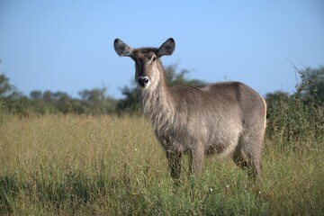 African Wildlife Family of Waterbucks – Animal of Africa