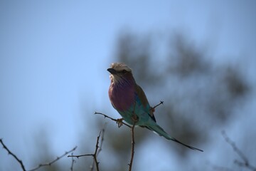 Coracias caudatus Lilac breasted roller in savanna - Bird  of africa