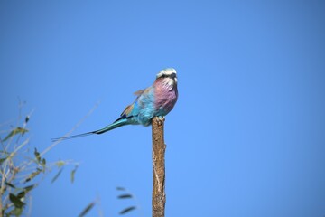 Coracias caudatus Lilac breasted roller in savanna - Bird  of africa