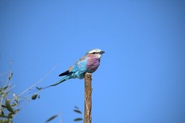 Coracias caudatus Lilac breasted roller in savanna - Bird  of africa