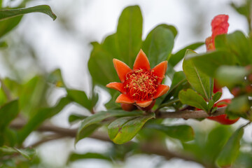 Obraz premium Close-up of a vibrant orange pomegranate blossom in full bloom. Bright petals and golden stamens create a stunning contrast with the lush green leaves—perfect for botanical wall art or prints.