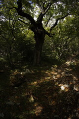 Fototapeta premium Foliage forest in montenegro early autumn