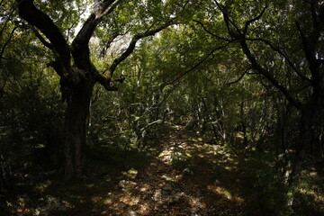 Fototapeta premium Foliage forest in montenegro early autumn