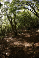 Obraz premium Foliage forest in montenegro early autumn