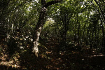 Fototapeta premium Foliage forest in montenegro early autumn