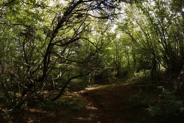 Fototapeta premium Foliage forest in montenegro early autumn