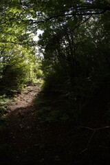 Obraz premium Foliage forest in montenegro early autumn