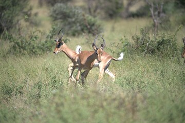 Antelope in savanna, Animal of africa