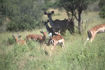 Antelope in savanna, Animal of africa