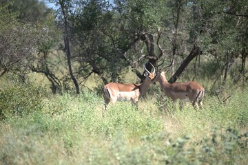 Antelope in savanna, Animal of africa