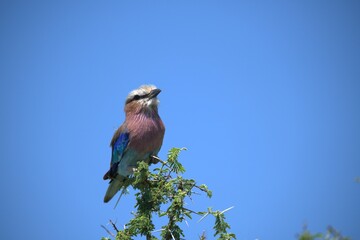 Coracias caudatus Lilac breasted roller in savanna - Bird  of africa