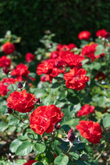 Orange-red Floribunda roses Garden