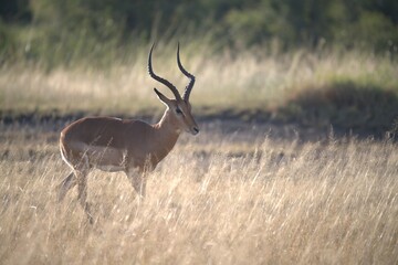 Antelope in savanna, Animal of africa