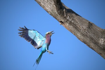 Coracias caudatus Lilac breasted roller in savanna - Bird  of africa