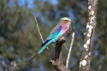 Coracias caudatus Lilac breasted roller in savanna - Bird  of africa