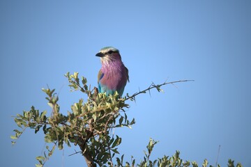 Coracias caudatus Lilac breasted roller in savanna - Bird  of africa