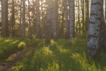 Obraz premium Spring sunset in the forest