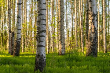 Fototapeta premium Spring sunset in the forest