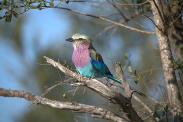 Coracias caudatus Lilac breasted roller in savanna - Bird  of africa