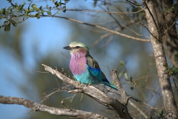 Coracias caudatus Lilac breasted roller in savanna - Bird  of africa