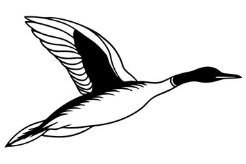 flying loon bird  silhouette