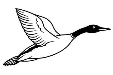 flying loon bird  silhouette