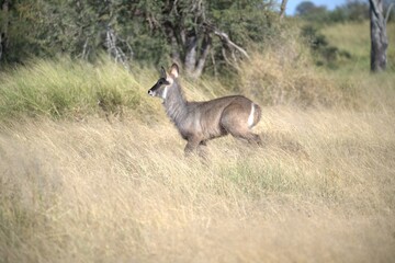 African Wildlife Family of Waterbucks – Animal of Africa