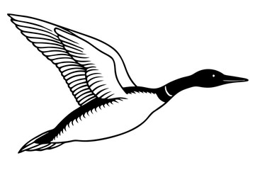 flying loon bird  silhouette