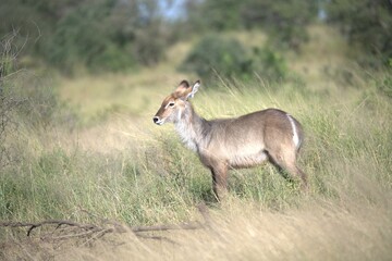 African Wildlife Family of Waterbucks – Animal of Africa