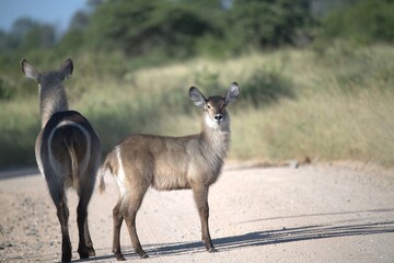 African Wildlife Family of Waterbucks – Animal of Africa