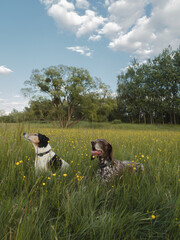 Two dog at meadow 