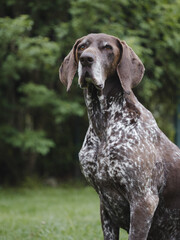 German pointer dog