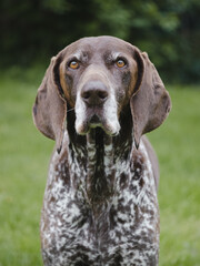 German pointer dog