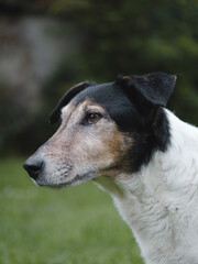 Old terrier dog at garden.
