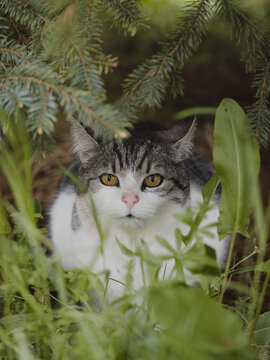 Cat hiding in the garden