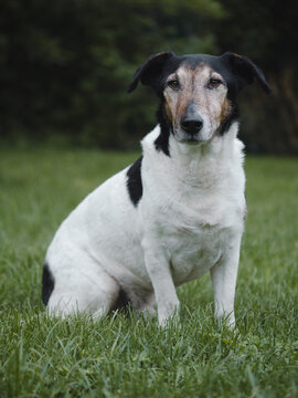 Old terrier dog at garden.