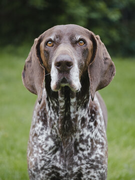 German pointer dog