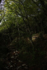 Obraz premium Autumn near coast in Montenegro, late fall