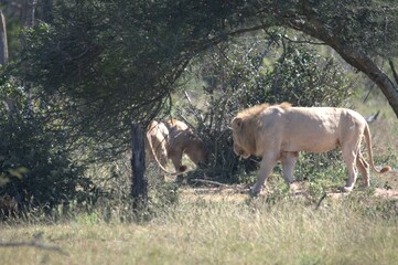 lion in the grass, Animal of Africa
