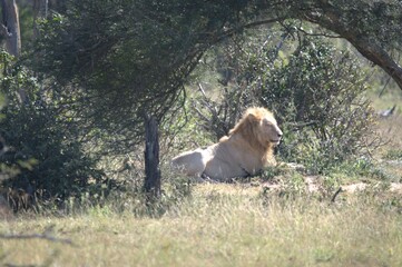 lion in the grass, Animal of Africa