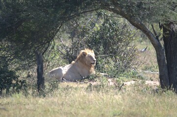 lion in the grass, Animal of Africa