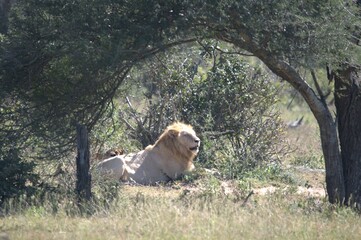 lion in the grass, Animal of Africa