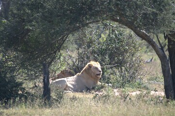 lion in the grass, Animal of Africa