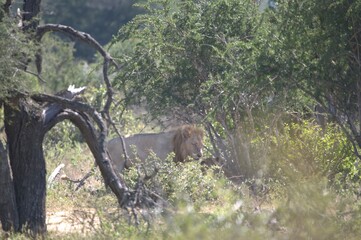 lion in the grass, Animal of Africa