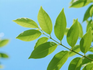 A close-up of fresh green leaves against a clear blue sky (3)
