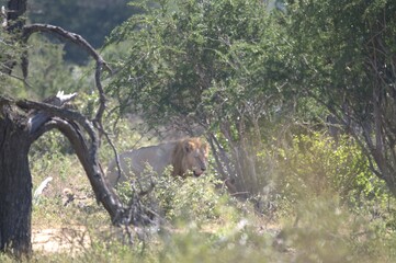 lion in the grass, Animal of Africa