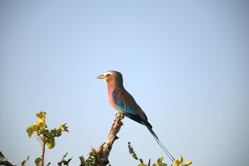 Coracias caudatus Lilac breasted roller in savanna - Bird  of africa