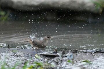 Black-throated eagle, foraging in the wild